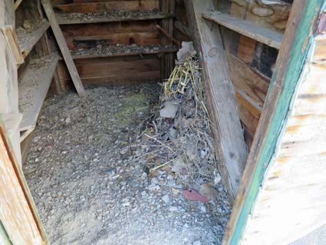 Desert Woodrat (Neotoma lepida) Nests