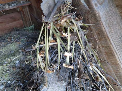 Desert Woodrat (Neotoma lepida) Nests