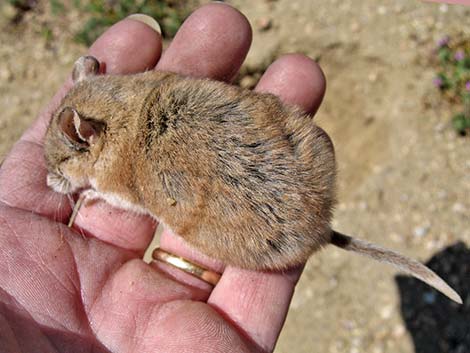 Southern Grasshopper Mouse (Onychomys torridus)