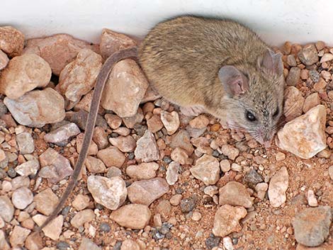 Cactus Mouse (Peromyscus eremicus)