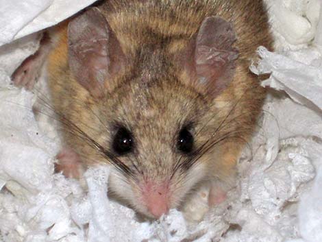 Cactus Mouse (Peromyscus eremicus)