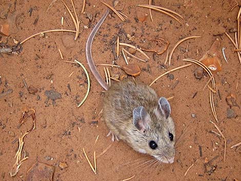 North American Deermouse (Peromyscus maniculatus)