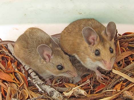 North American Deermouse (Peromyscus maniculatus)