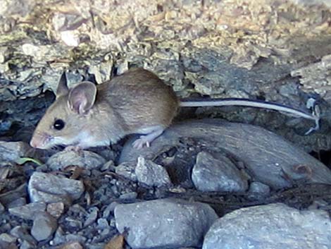 North American Deermouse (Peromyscus maniculatus)