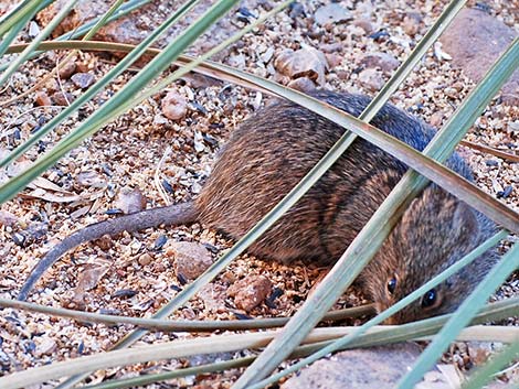 Hispid Cotton Rat (Sigmodon hispidus)