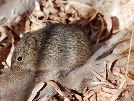 Hispid Cotton Rat (Sigmodon hispidus)