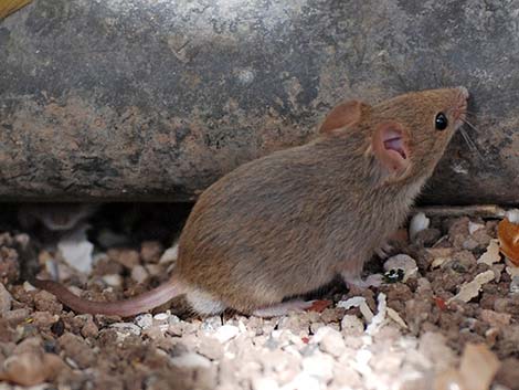 House Mouse (Mus musculus)