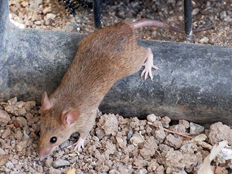 House Mouse (Mus musculus)