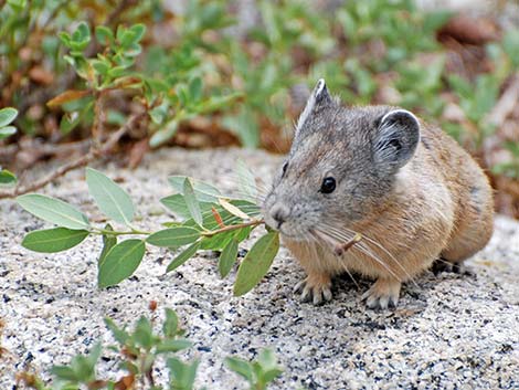 American Pika (Ochotona princeps)