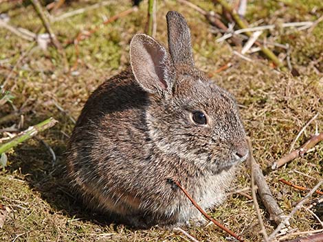 Brush Rabbit (Sylvilagus bachmani)