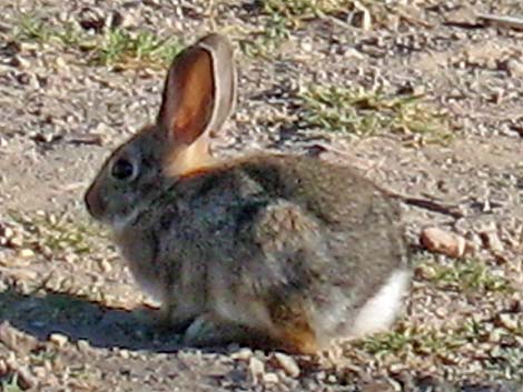 Mountain Cottontail (Sylvilagus nuttalli)