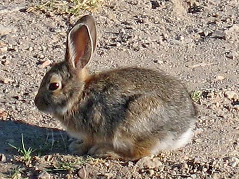 Mountain Cottontail (Sylvilagus nuttalli)