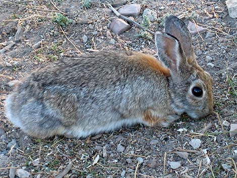 Mountain Cottontail (Sylvilagus nuttalli)