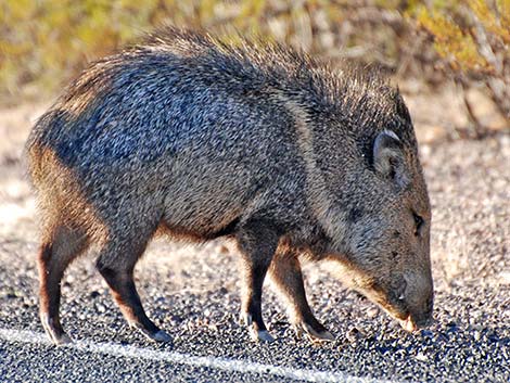 Collared Peccary, Javelina (Pecari tajacu)