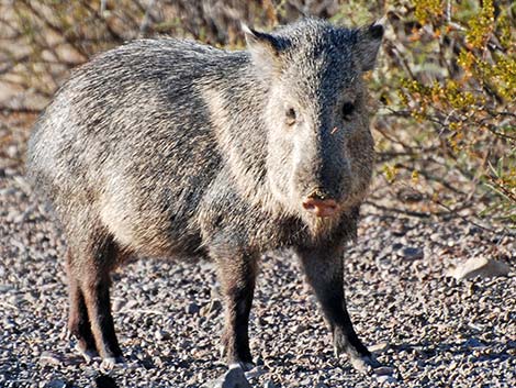 Collared Peccary, Javelina (Pecari tajacu)