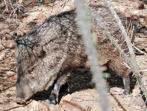 Collared Peccary, Javelina (Pecari tajacu)