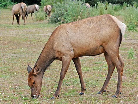 elk (wapiti) (Cervus canadensis)