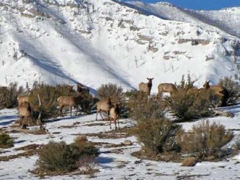 Elk (wapiti) (Cervus canadensis)