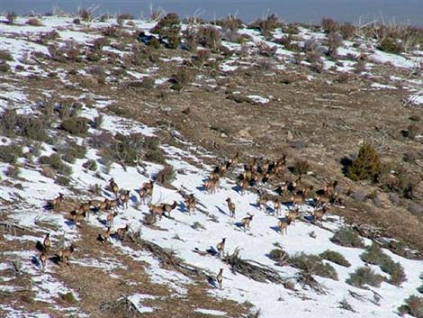 Elk (wapiti) (Cervus canadensis)