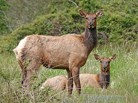 Elk (Cervus canadensis)