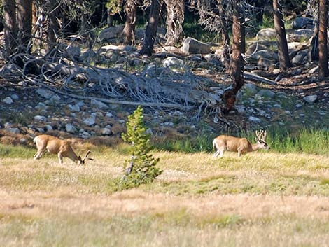 California Mule Deer (Odocoileus hemionus californica)