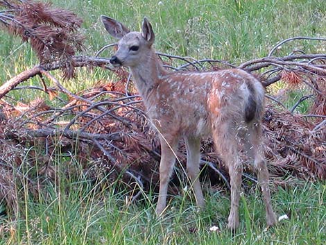 California Mule Deer (Odocoileus hemionus californica)