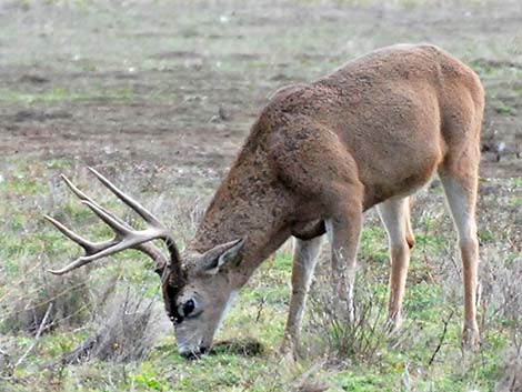 Mule Deer (Odocoileus hemionus)