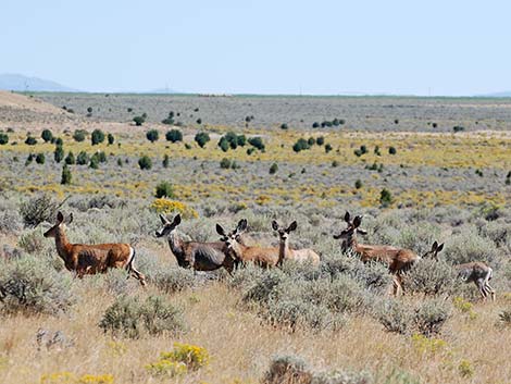 Mule Deer (Odocoileus hemionus)