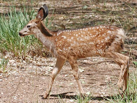 Mule Deer (Odocoileus hemionus)