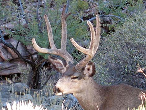 White-tailed Deer (Odocoileus virginiana)