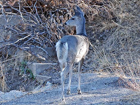 Coues White-tailed Deer (Odocoileus virginianus couesi)