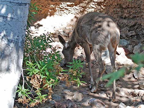 Coues White-tailed Deer (Odocoileus virginianus couesi)