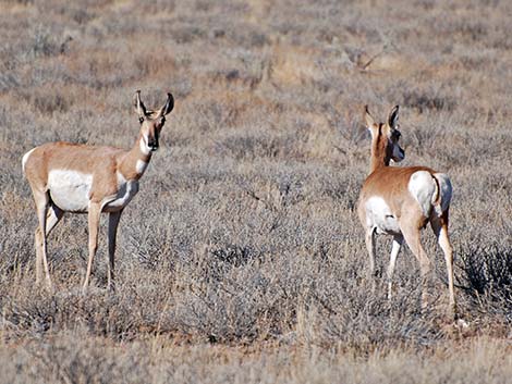 Pronghorn (Antilocapra americana)