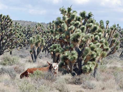 Domestic Cattle (Bos taurus)