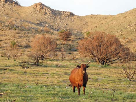 Domestic Cow (Bos taurus)