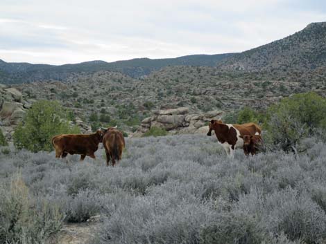 Domestic Cow (Bos taurus)