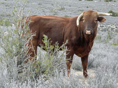 Domestic Cow (Bos taurus)