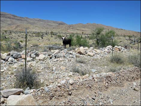 Domestic Cow (Bos taurus)