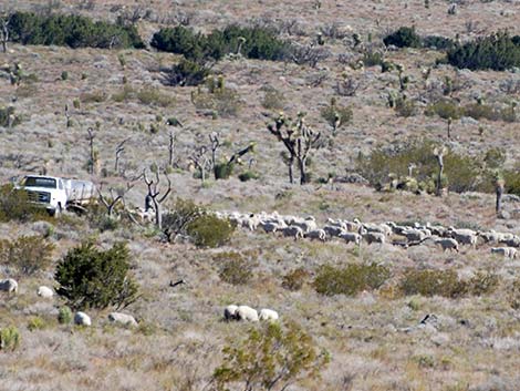 Domestic Sheep (Ovis aries)