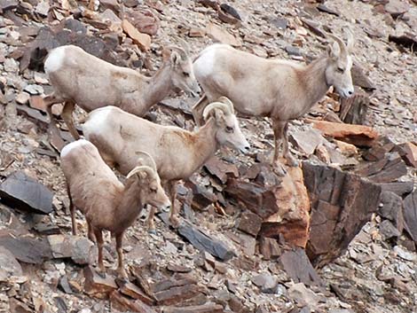 Desert Bighorn Sheep (Ovis canadensis)