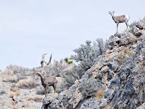 Desert Bighorn Sheep (Ovis canadensis)