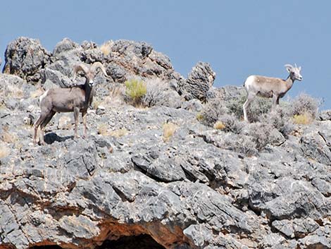 Desert Bighorn Sheep (Ovis canadensis)