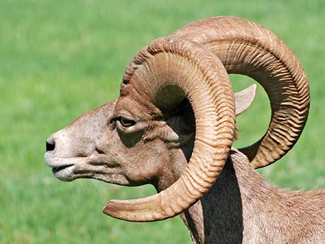 Desert bighorn sheep (Ovis canadensis)