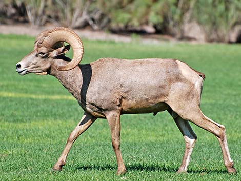 Desert bighorn sheep (Ovis canadensis)