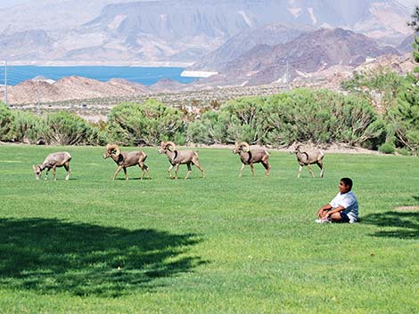 Desert bighorn sheep (Ovis canadensis)