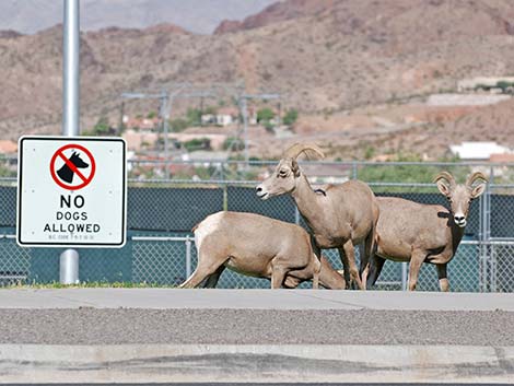 Desert bighorn sheep (Ovis canadensis)