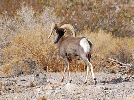 Desert Bighorn Sheep (Ovis canadensis)