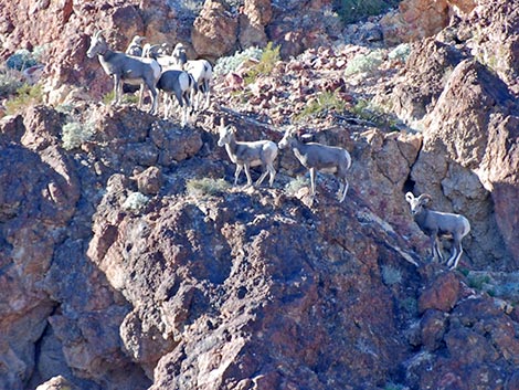 Desert Bighorn Sheep (Ovis canadensis)