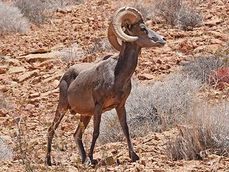 Desert Bighorn Sheep (Ovis canadensis)