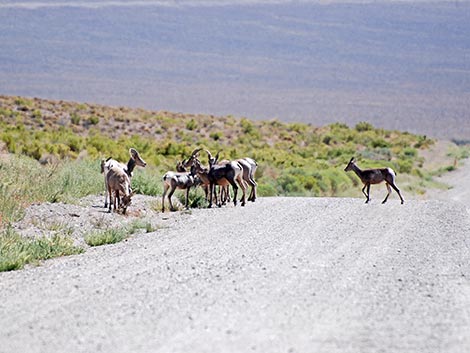 Desert Bighorn Sheep (Ovis canadensis)